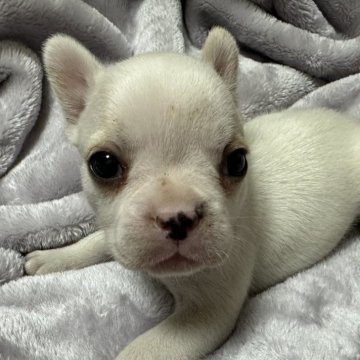 フレンチブルドッグ【栃木県・男の子・2023年11月15日・クリーム】の写真「かわゆい男の子おとなしい仔犬ですよー💘」