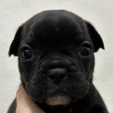 フレンチブルドッグ【栃木県・女の子・2023年11月15日・ブリンドル】の写真「毛並みが良く可愛いフレブル🩷」