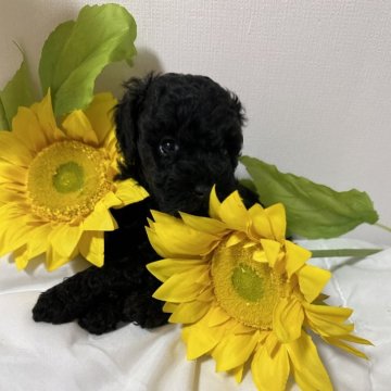 トイプードル(トイ)【栃木県・女の子・2024年9月1日・ブラック】の写真「美女⭐️おとなしい仔犬さん💞」