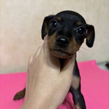 ミニチュアピンシャー【栃木県・男の子・2023年12月11日・ブラック&タン】の写真「キリッと美男🩵」