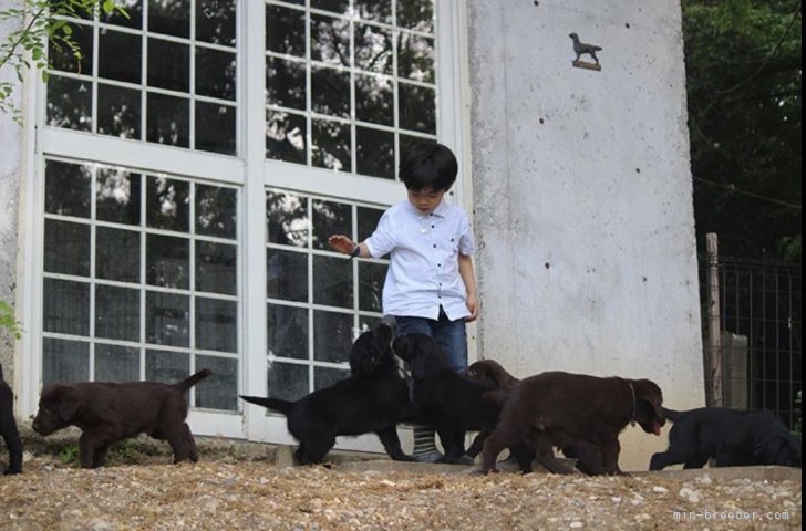 東森　大輔(ひがしもり　だいすけ)ブリーダー(愛知県・フラットコーテッドレトリバーなど・JKC登録)の紹介写真2