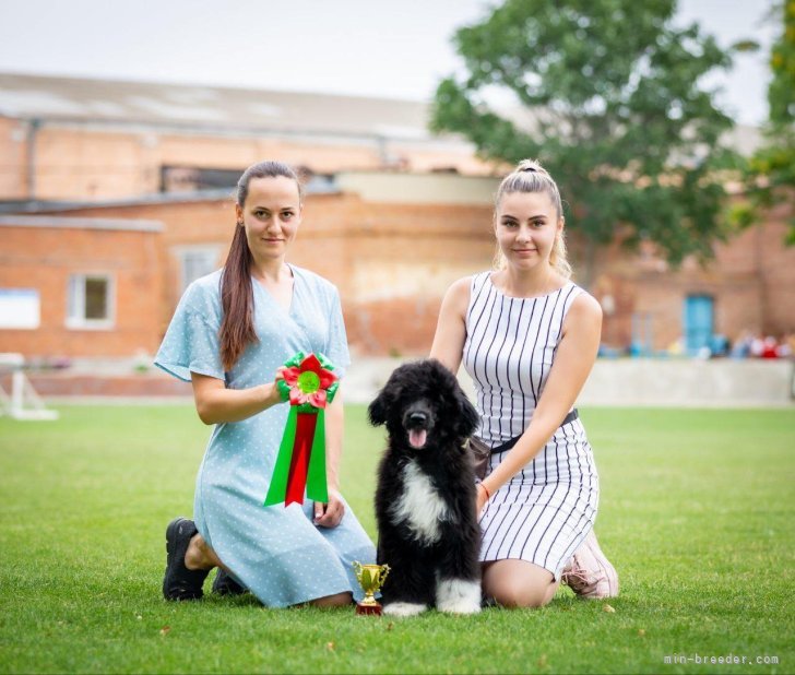 東森　大輔(ひがしもり　だいすけ)ブリーダー(愛知県・フラットコーテッドレトリバーなど・JKC登録)の紹介写真5