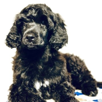 ポーチュギーズ・ウォーター・ドッグ【愛知県・女の子・2025年6月4日・ブラック】の写真「両親海外輸入犬の優良血統」