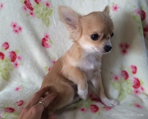 yy 様のお迎えした子犬