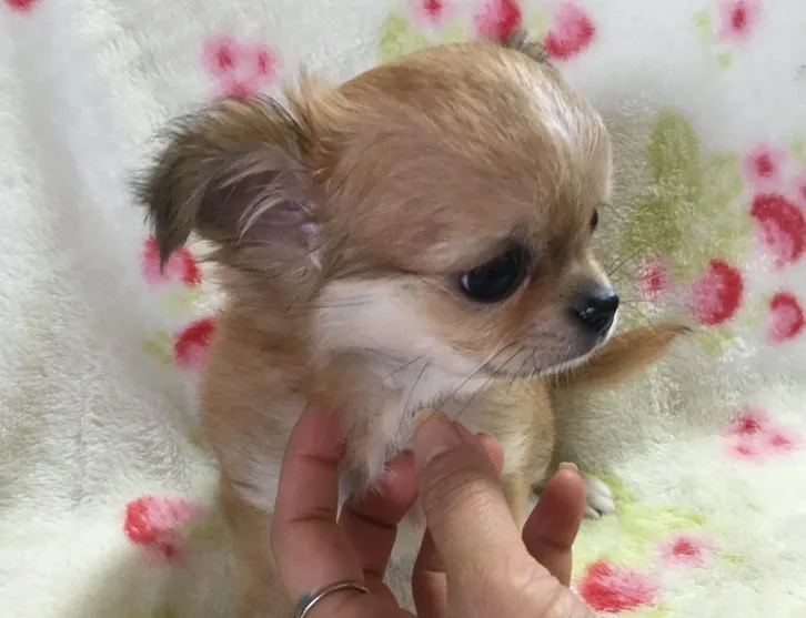 とも 様のお迎えした子犬