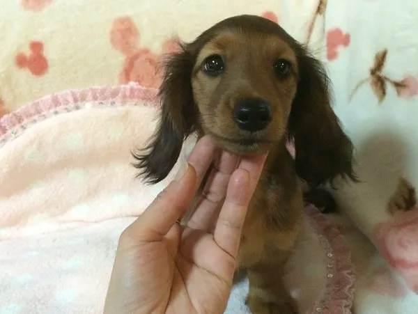 ゼロ 様のお迎えした子犬