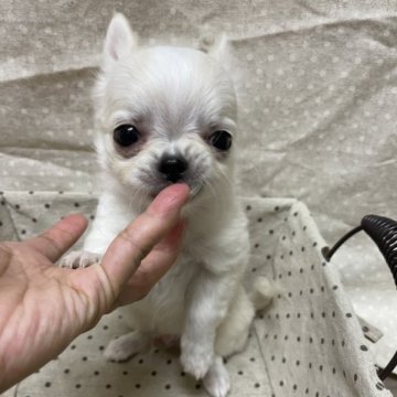 チワワ(ロング)【愛知県・男の子・2023年9月11日・クリームホワイト】の写真「ほぼホワイトカラー♪」