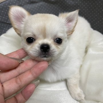 チワワ(ロング)【愛知県・女の子・2024年8月5日・クリーム】の写真「淡いクリームカラー♪」