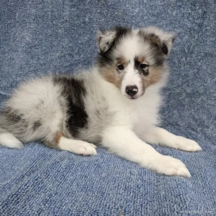 ID：2207-00758の子犬