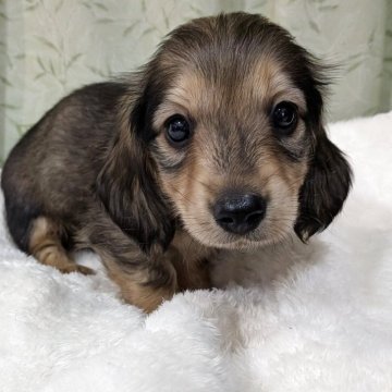 ミニチュアダックスフンド(ロング)【島根県・男の子・2025年10月29日・レッド】の写真「すくすくと成長中。」