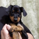 ミニチュアピンシャー