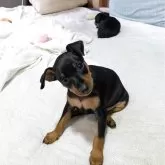 ミニチュアピンシャー【島根県・男の子・2025年9月1日・ブラックタン】の写真7