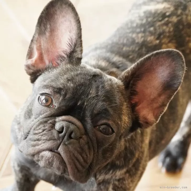 ID:2409-04407の子犬