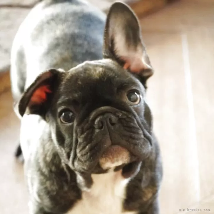 ID：2510-08470の子犬