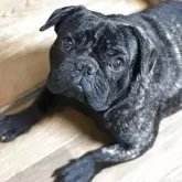 フレンチブルドッグ