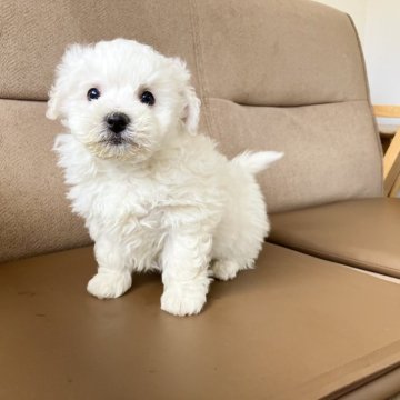 ビションフリーゼ【鹿児島県・男の子・2025年1月27日・ホワイト】の写真「次男🐶綺麗なホワイト」