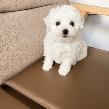ビションフリーゼ【鹿児島県・女の子・2025年1月27日・ホワイト】の写真「次女🐶綺麗なホワイト」