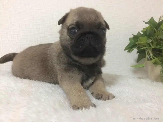 ID:1712-00449の子犬