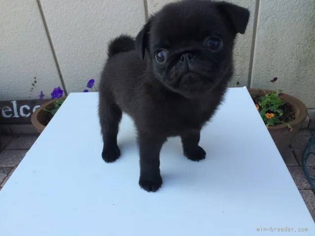 ID：1511-01226の子犬