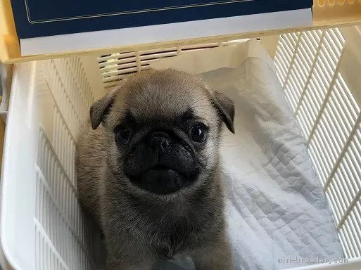 ID：1908-00246の子犬