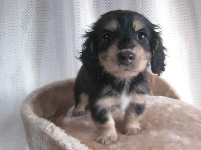 ID：1212-00269の子犬