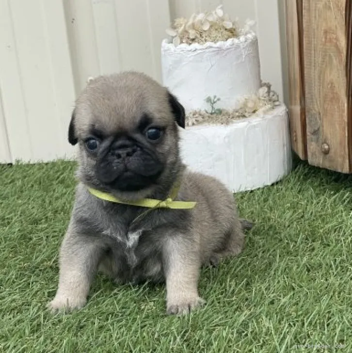 ID:2310-01319の子犬