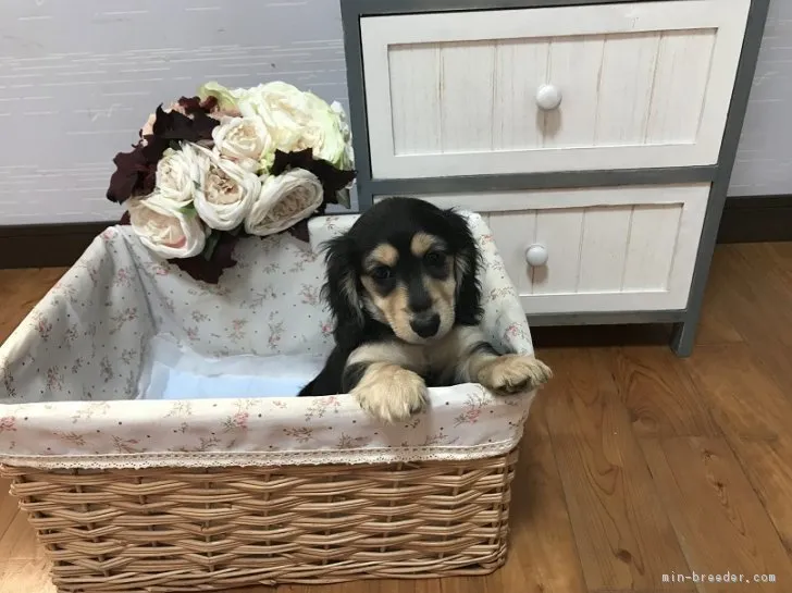 ID：1903-01232の子犬