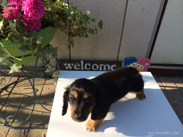ID：1510-00682の子犬