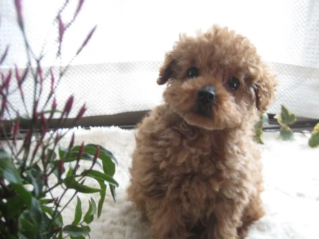 ID：1302-00560の子犬