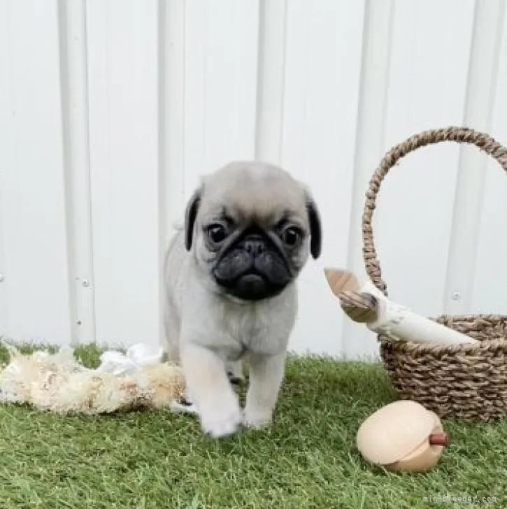 ID：2209-05097の子犬