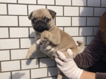 パグ【鹿児島県・男の子・2014年10月23日・フォーン】の写真「」