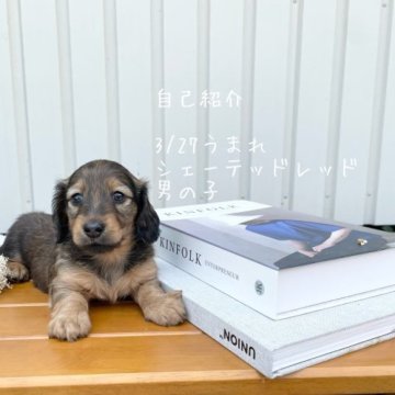 ミニチュアダックスフンド(ロング)【鹿児島県・男の子・2023年3月27日・シェーデッドレッド】の写真「PRAクリアーの子犬」