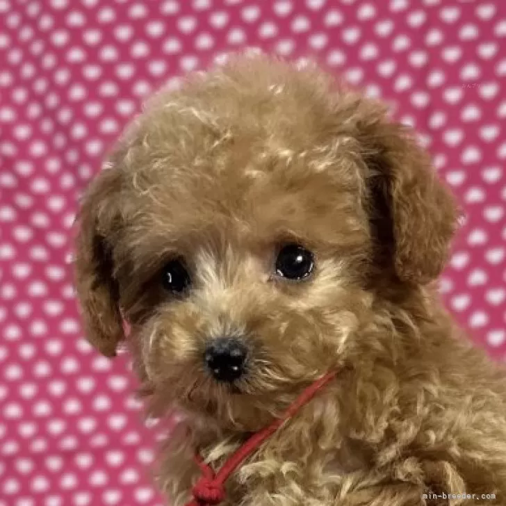 タイニープードル【北海道・女の子・2025年8月19日・アプリコット】の写真1