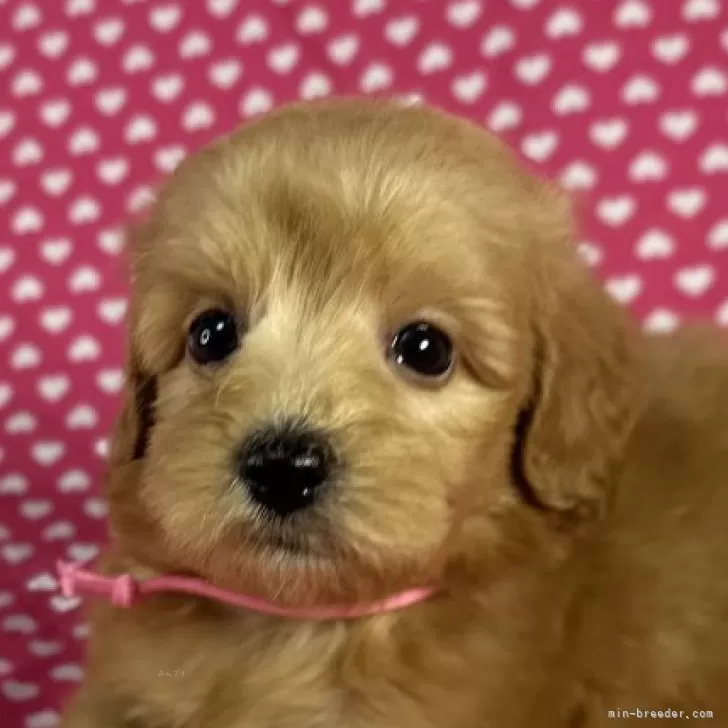 三浦 様のお迎えした子犬