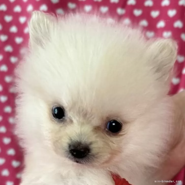 ID：2411-07439の子犬