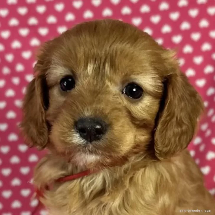 ID：2501-04055の子犬