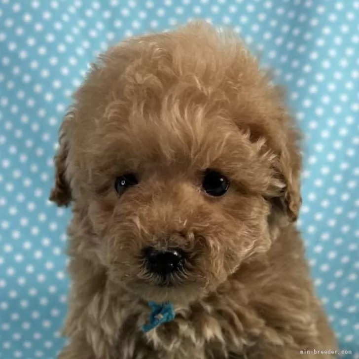 タイニープードル【北海道・男の子・2025年10月2日・アプリコット】の写真1