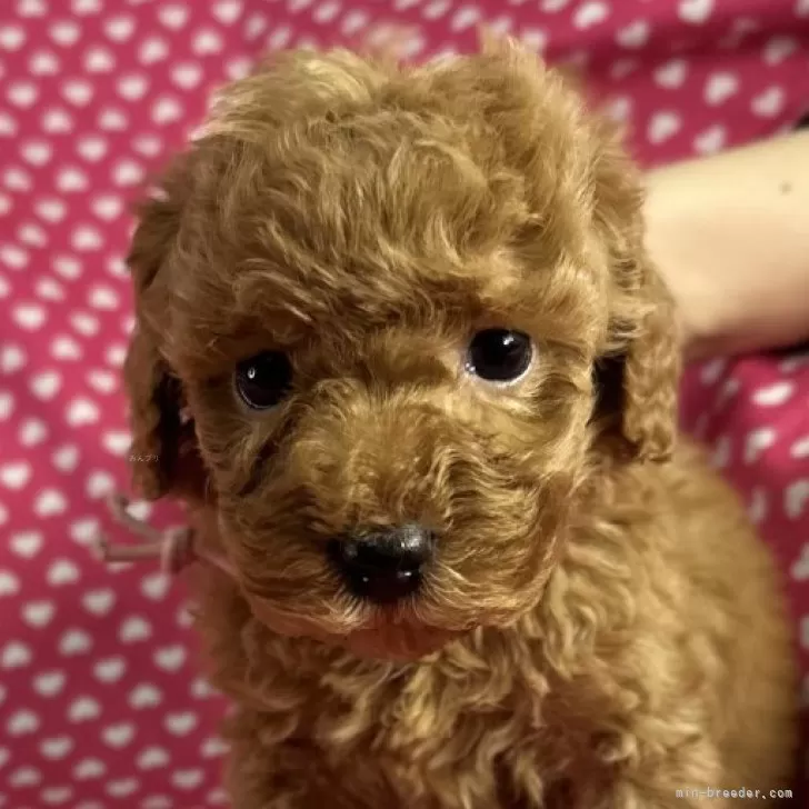 ID：2501-00693の子犬