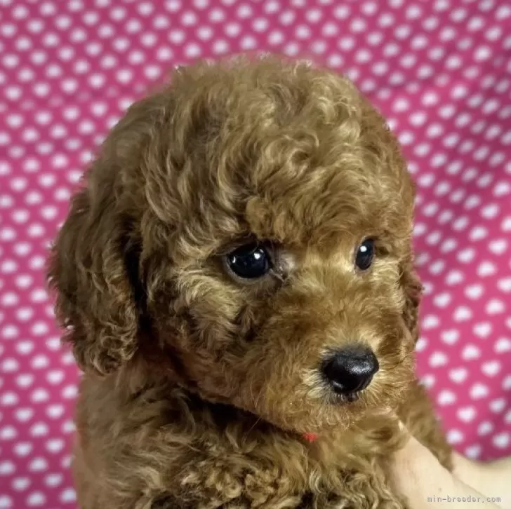 ID：2507-02720の子犬