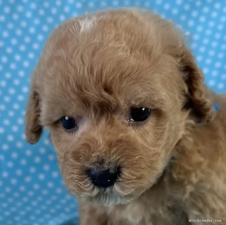 M.A 様のお迎えした子犬
