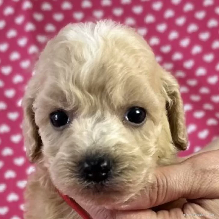 N.Y 様のお迎えした子犬