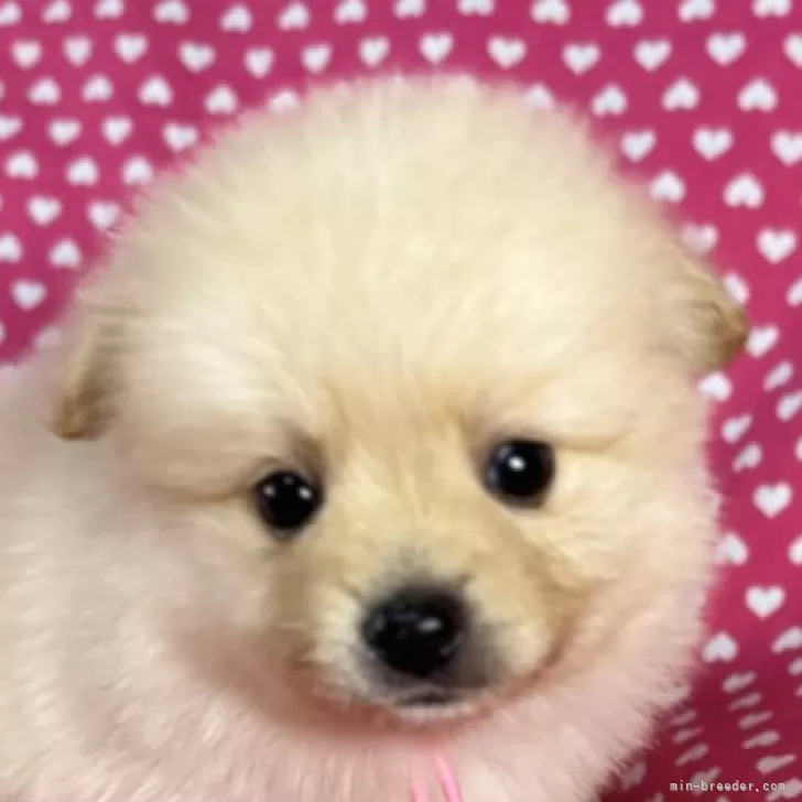 U 様のお迎えした子犬