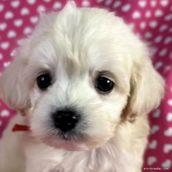 ボッチビ 様のお迎えした子犬