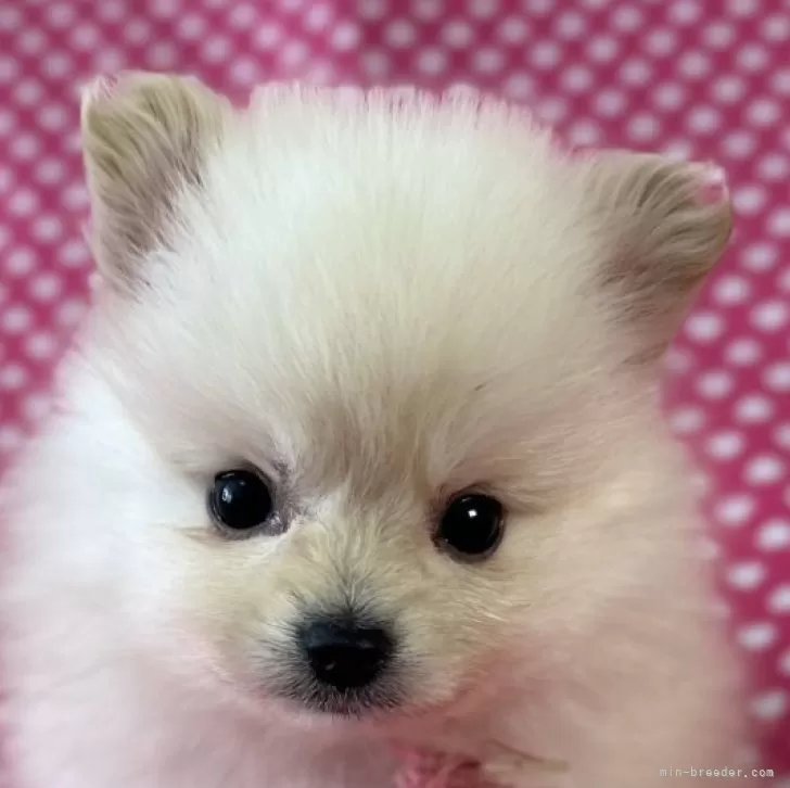 ID:2505-05027の子犬