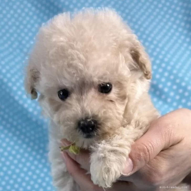 ID：2511-05386の子犬