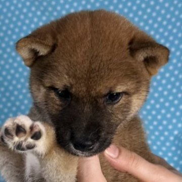 柴犬(豆柴)【北海道・男の子・2025年7月3日・赤】の写真「認定豆柴犬です。
とても可愛いお顔の男の子です。」