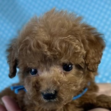 ティーカッププードル【北海道・男の子・2025年4月3日・アプリコット】の写真「とても可愛い男の子です。
込み込み価格」