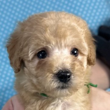 トイプードル(トイ)【北海道・男の子・2025年9月24日・アプリコット】の写真「とても可愛いお顔の男の子です。
込み込み価格」