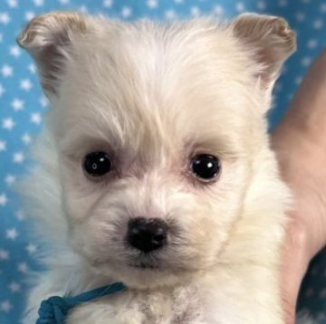 ポメプー(トイプードル×ポメラニアン)【北海道・男の子・2025年10月17日・クリーム&ホワイト】の写真「お目めクリクリの男の子です。
込み込み価格」