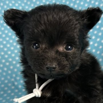 ポメプー(トイプードル×ポメラニアン)【北海道・男の子・2025年10月17日・ブラック】の写真「お目めクリクリの男の子です。
込み込み価格」